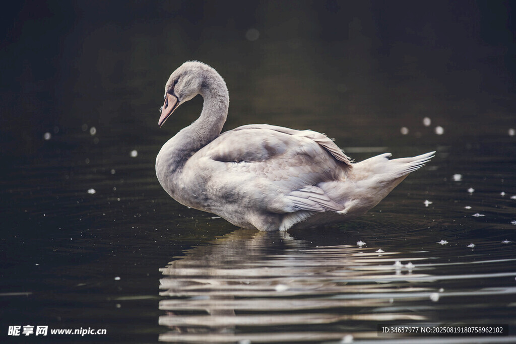水中优雅天鹅
