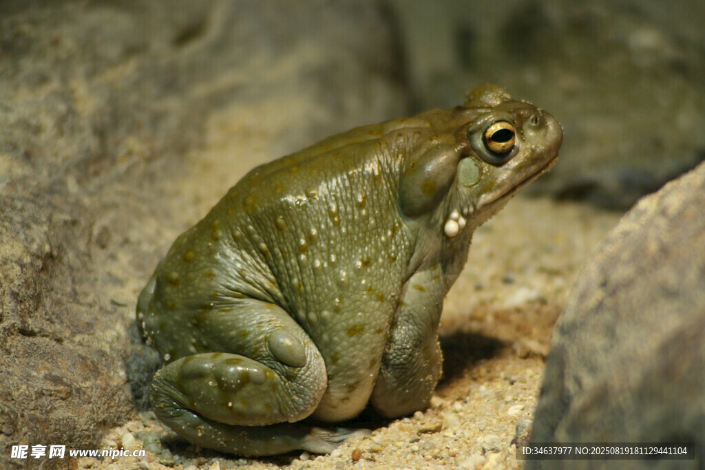 蹲坐的绿色蟾蜍