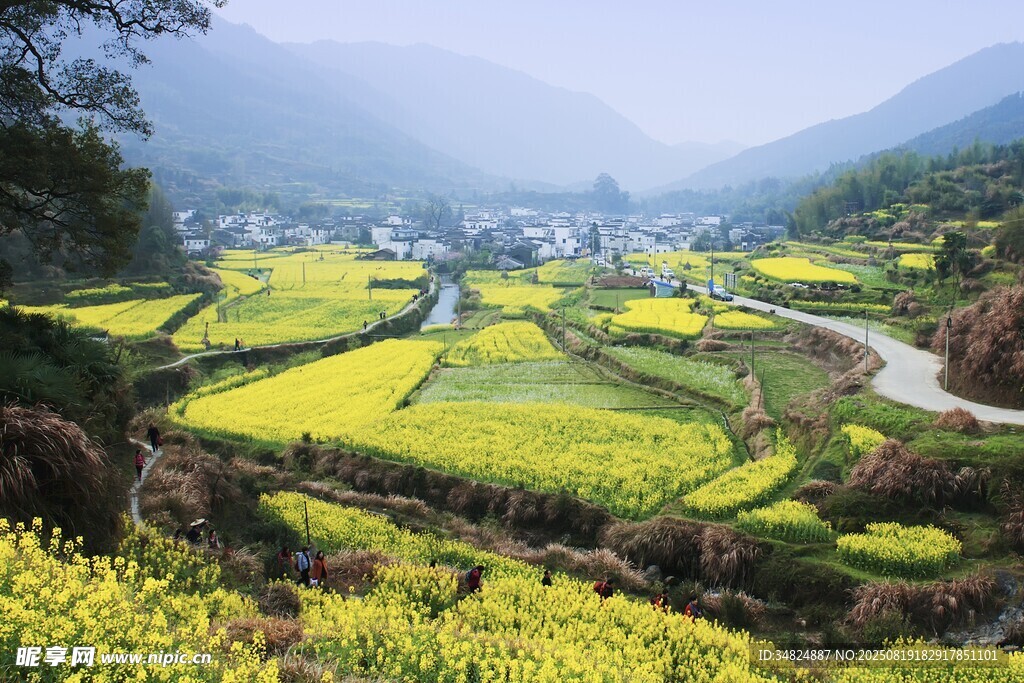 春日山间油菜花海美景