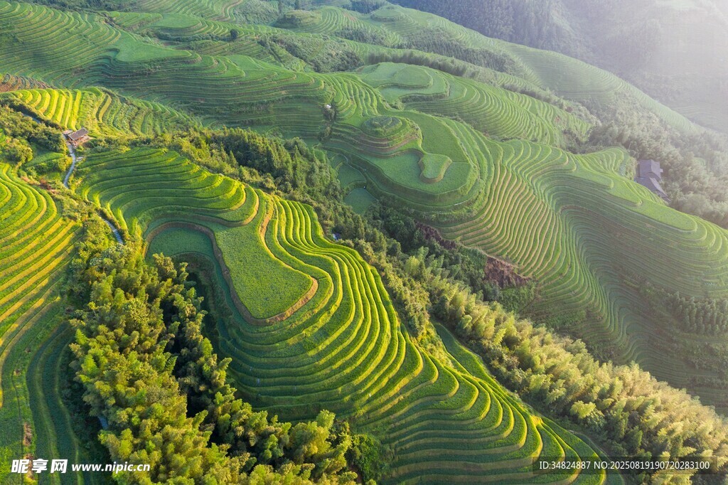 翠绿梯田美景