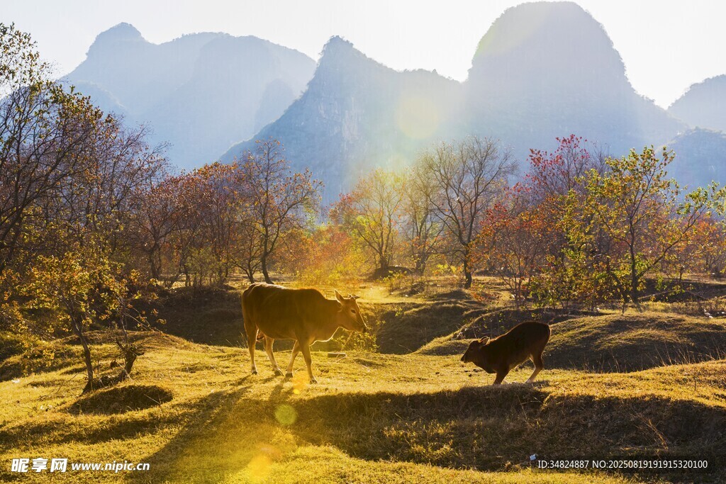 山间牧场景色