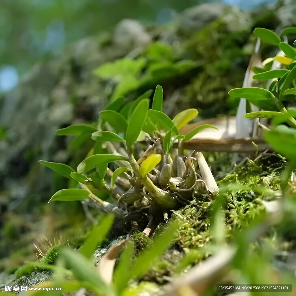 青草