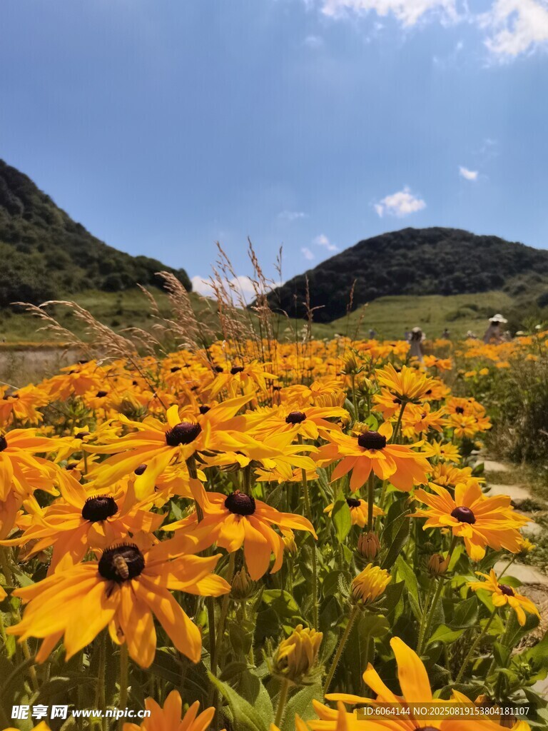 山间盛放的灿烂黑心菊