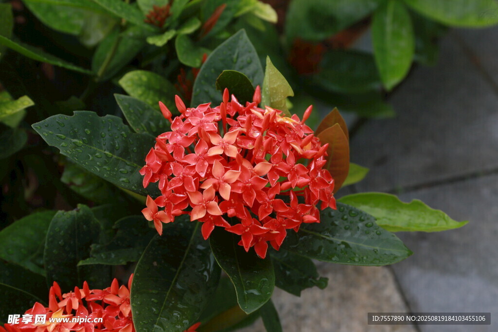 红花