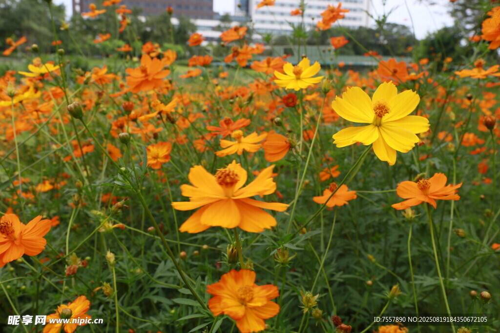 黄花2