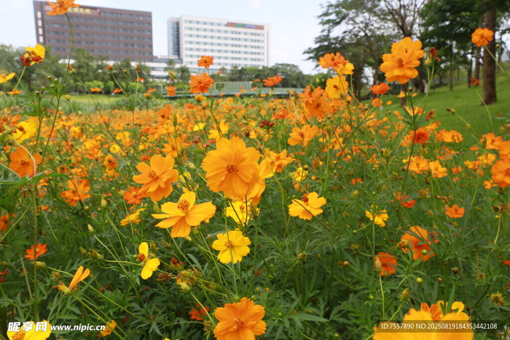 黄花