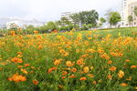 小花2