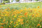 小花