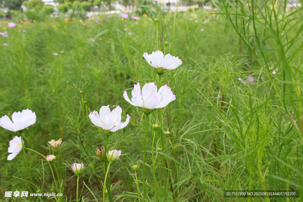 白花