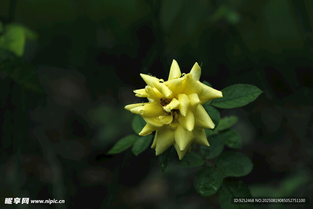  黄色小花