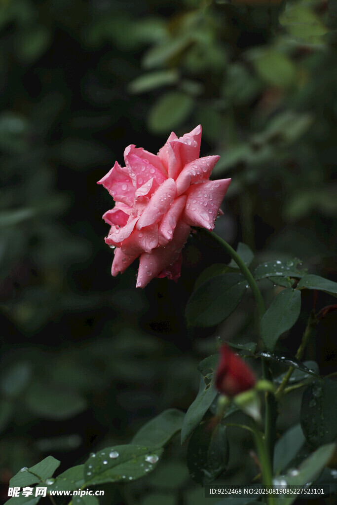  粉色玫瑰