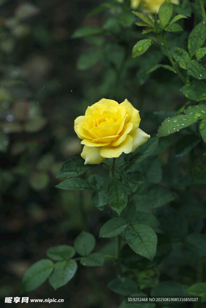  黄玫瑰