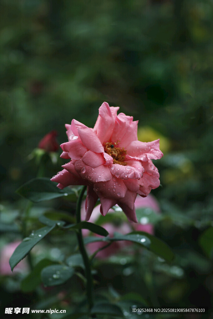  粉玫瑰