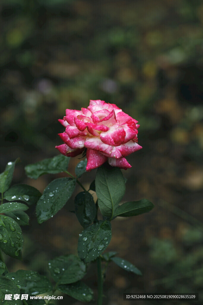  粉色玫瑰