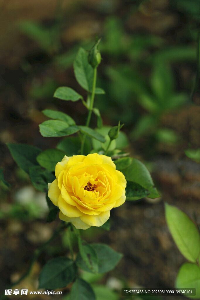  黄色玫瑰花 