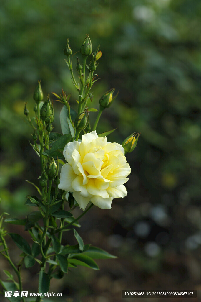 黄色玫瑰 