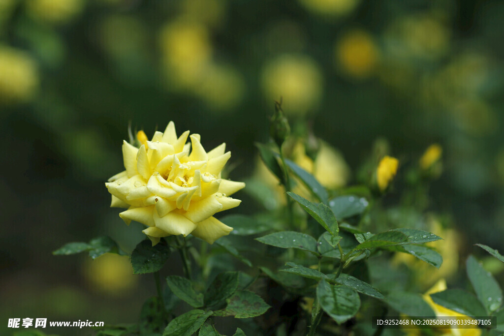 黄色 月季花