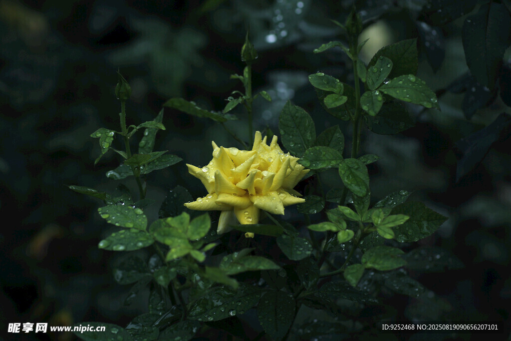  黄色月季花 