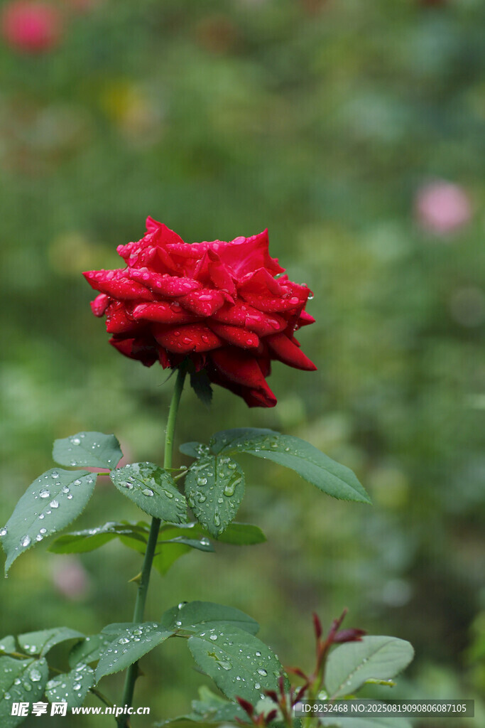 红色玫瑰 