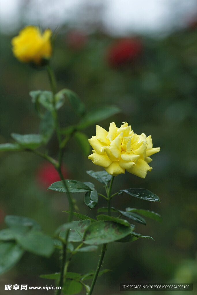  黄玫瑰