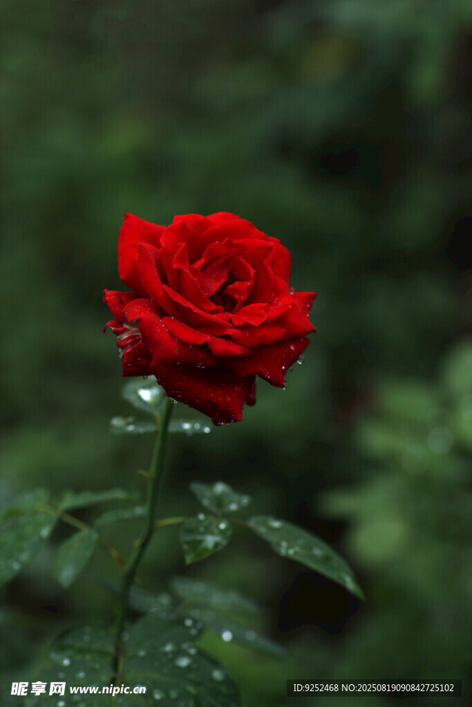  红玫瑰