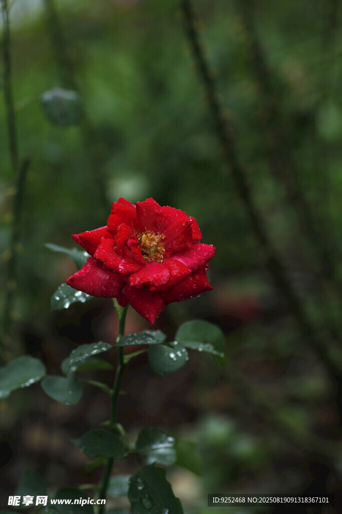 红玫瑰 