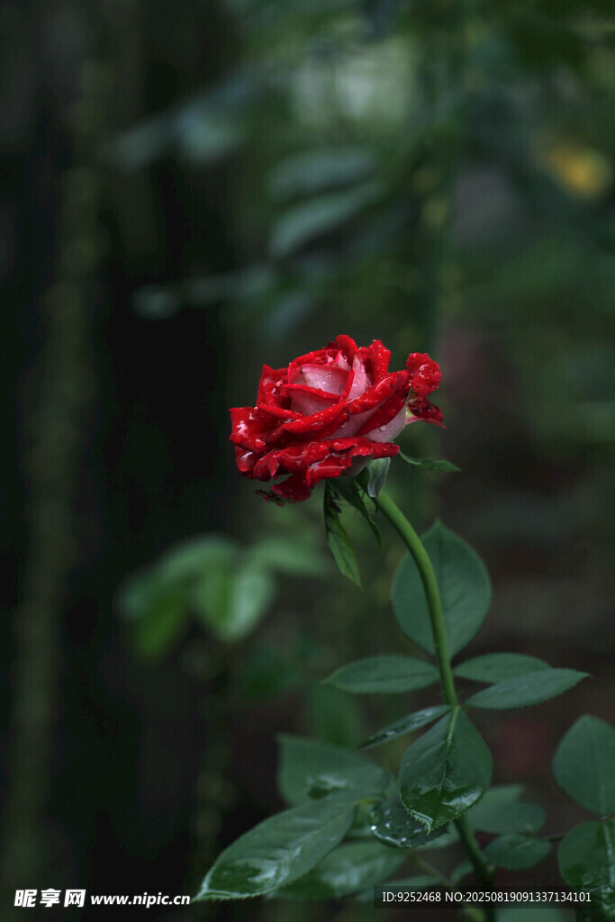  红玫瑰