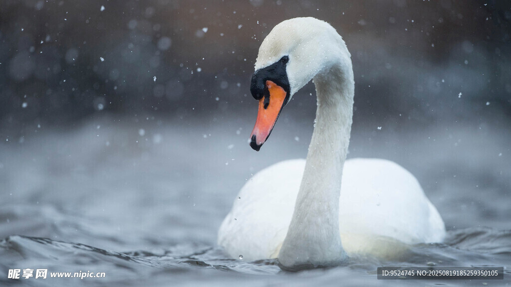 雪中天鹅优雅游于水面