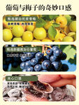 葡萄与梅子的多样口感