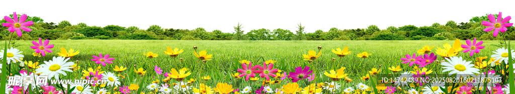 免扣花草素材