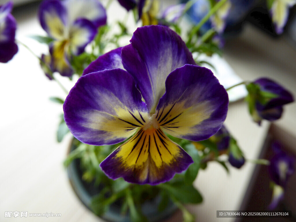 三色堇盆栽花卉特写