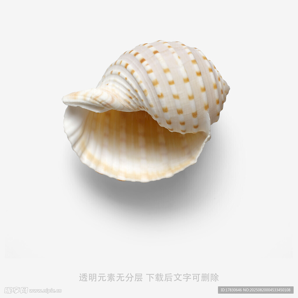 精致海螺特写
