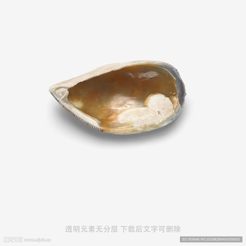 单个贝壳特写