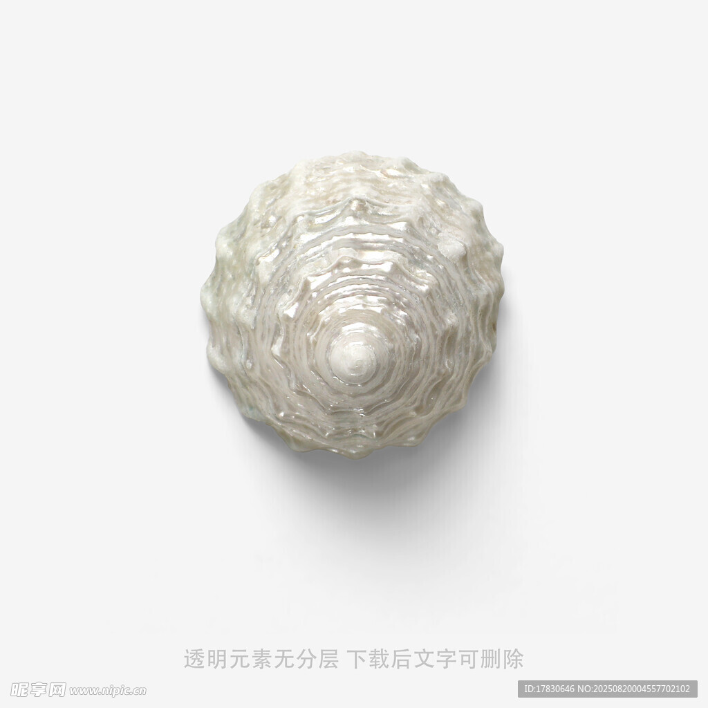 白色海螺特写