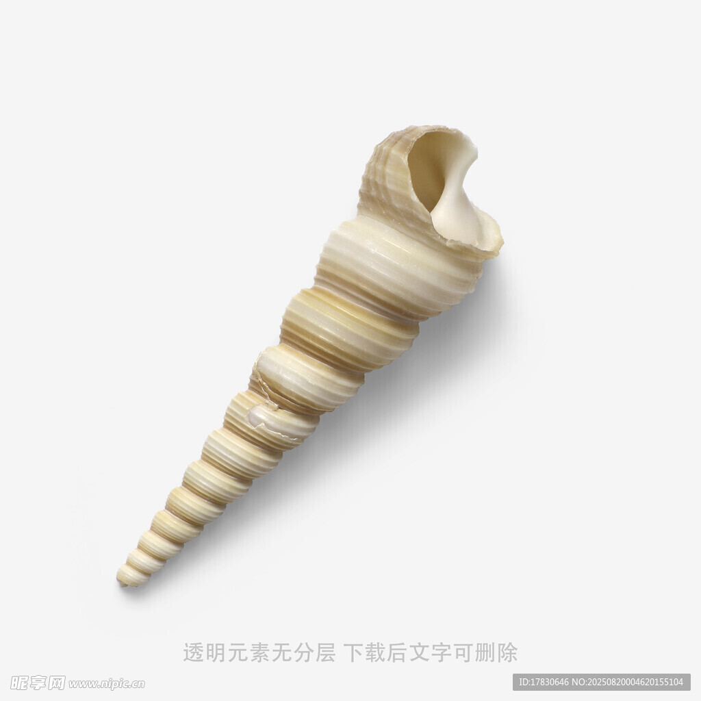 锥形海螺特写