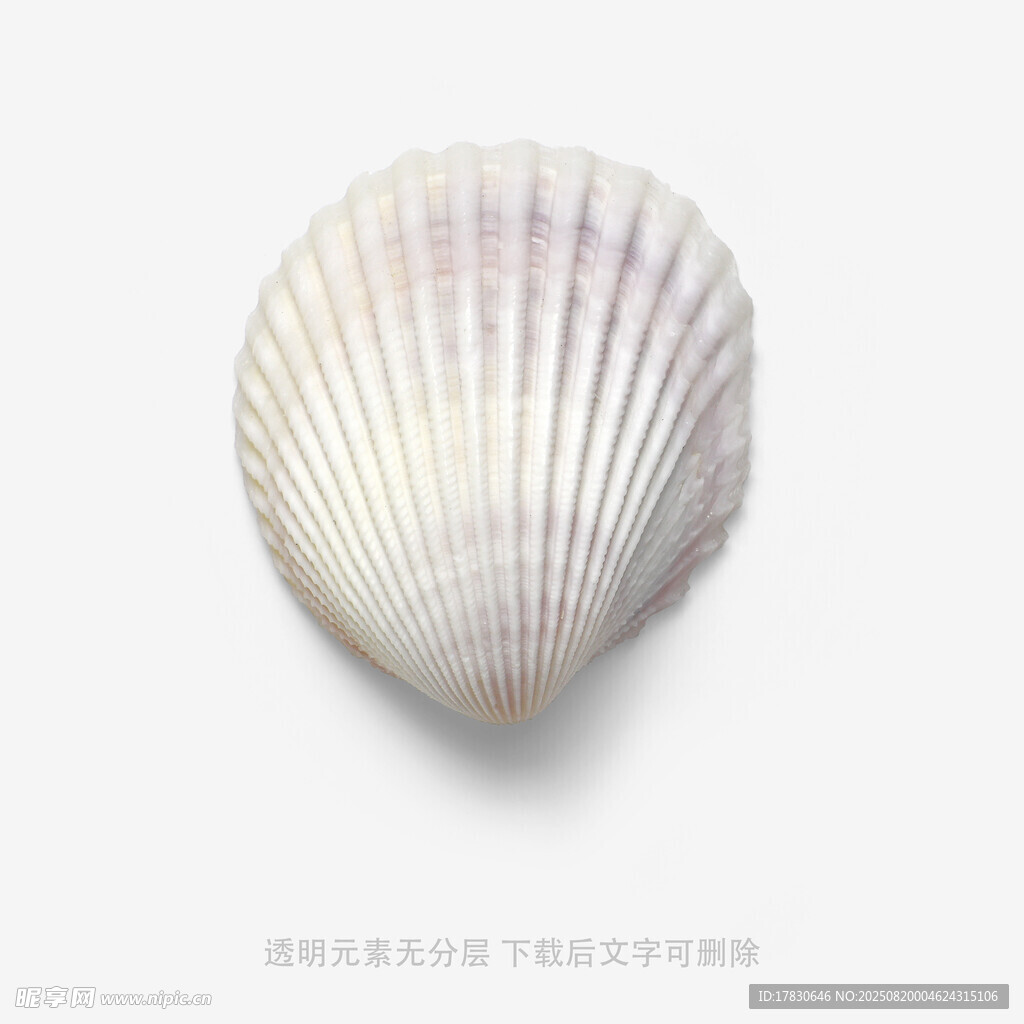 白色扇贝特写