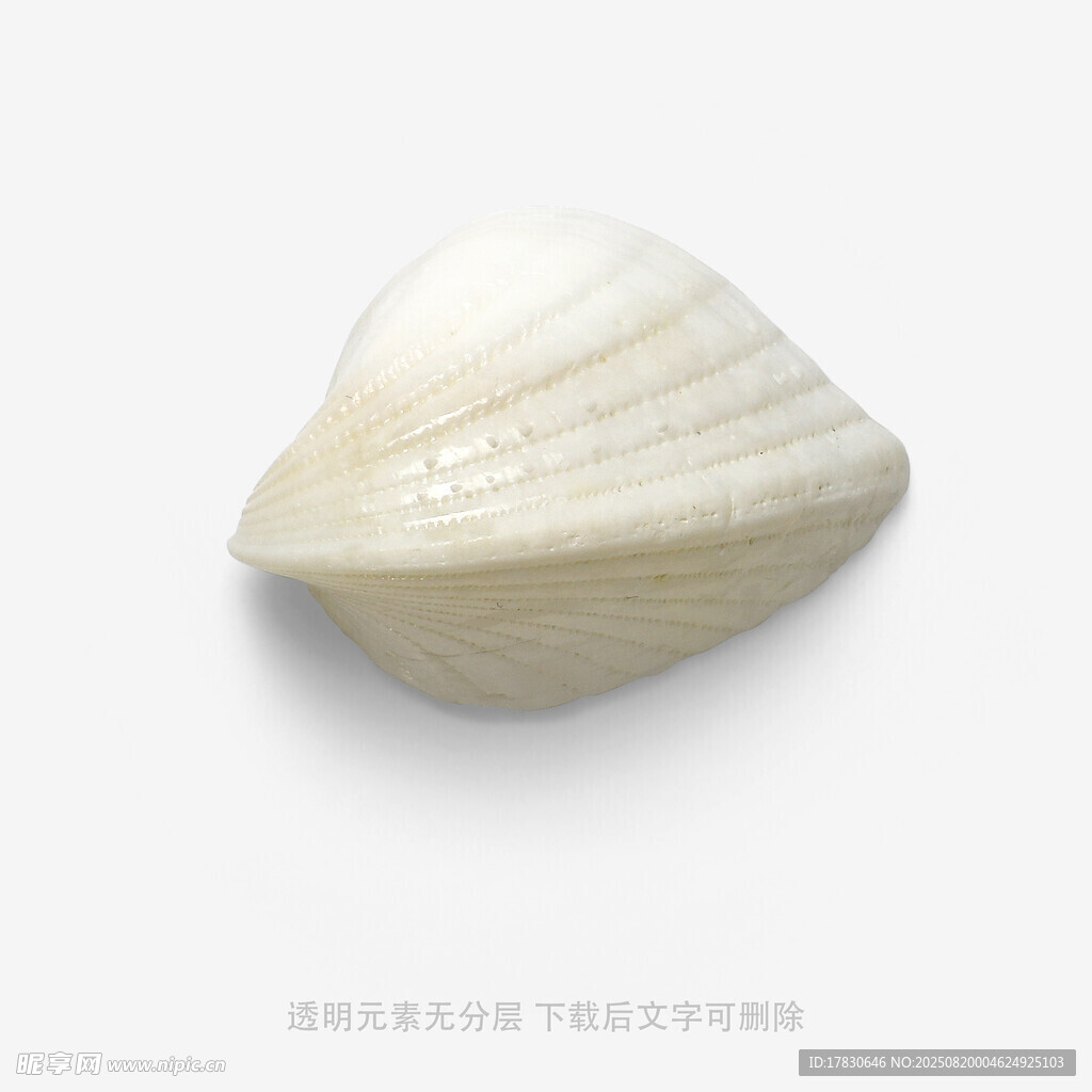 白色贝壳特写