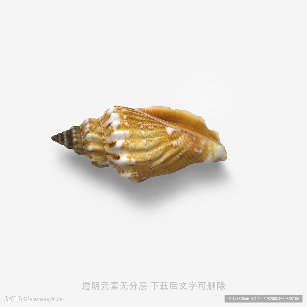 独特造型的精美海螺