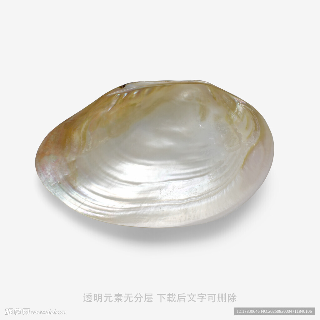 贝壳