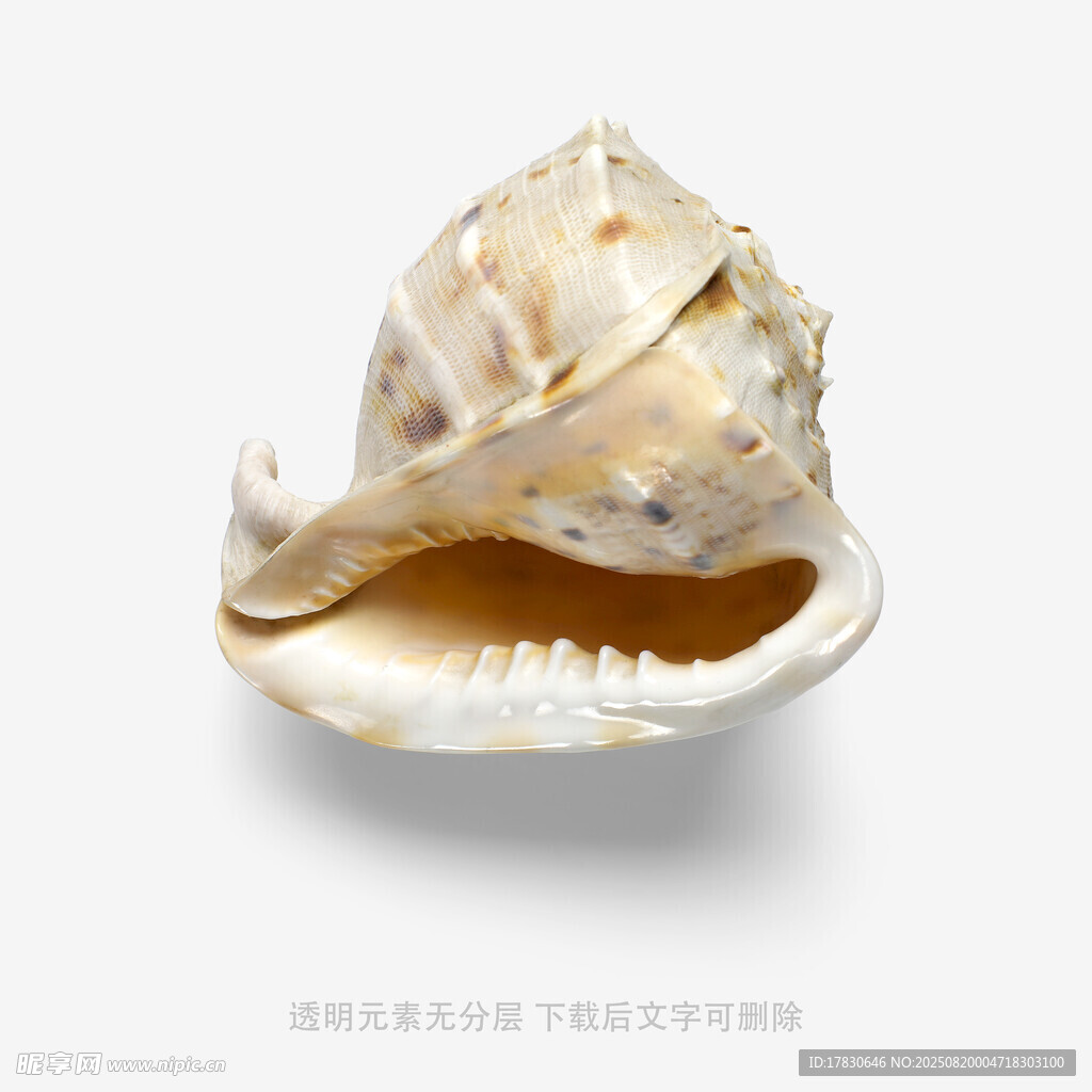 开口贝壳特写