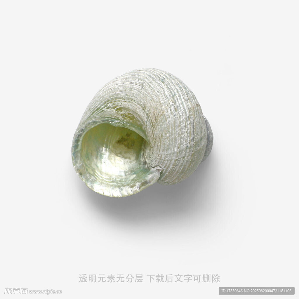 精致海螺特写