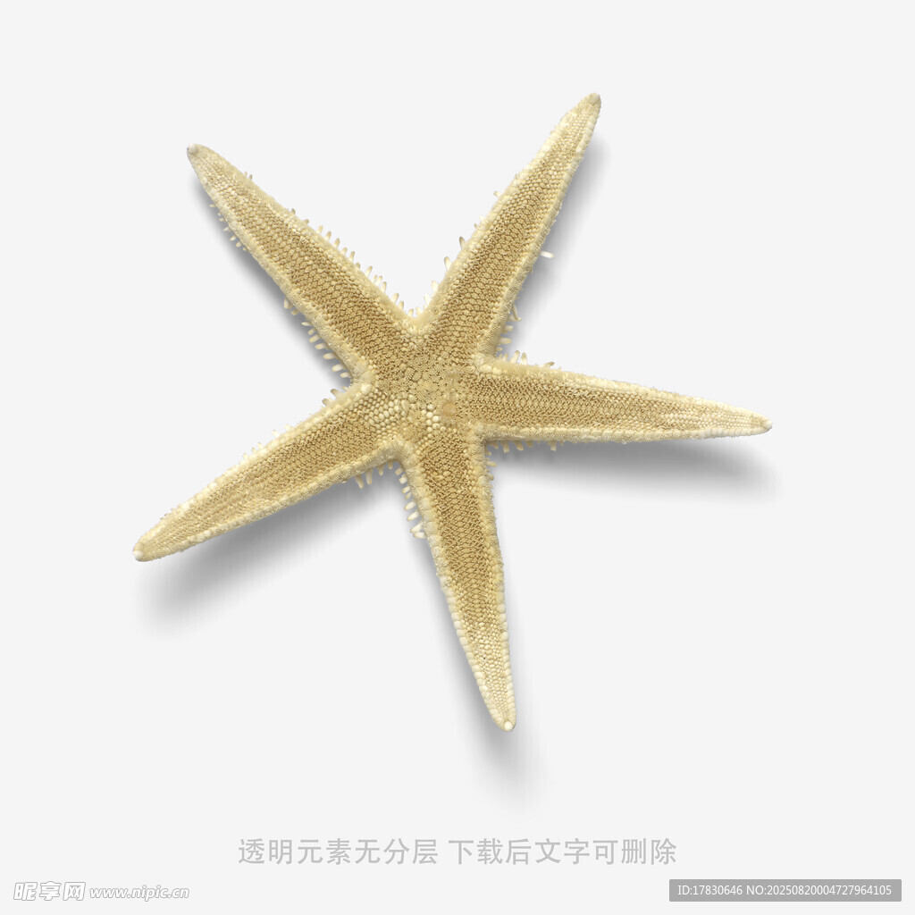 金色海星特写