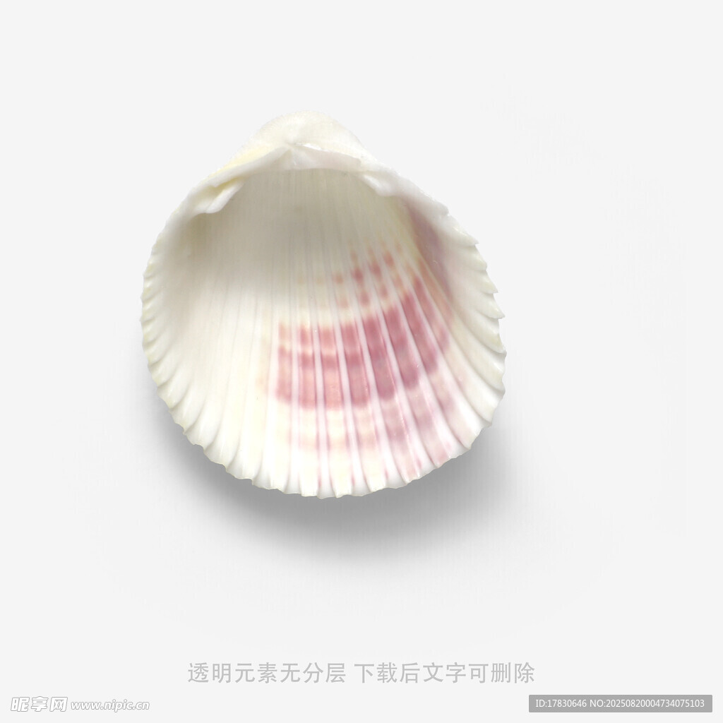 粉色条纹贝壳特写