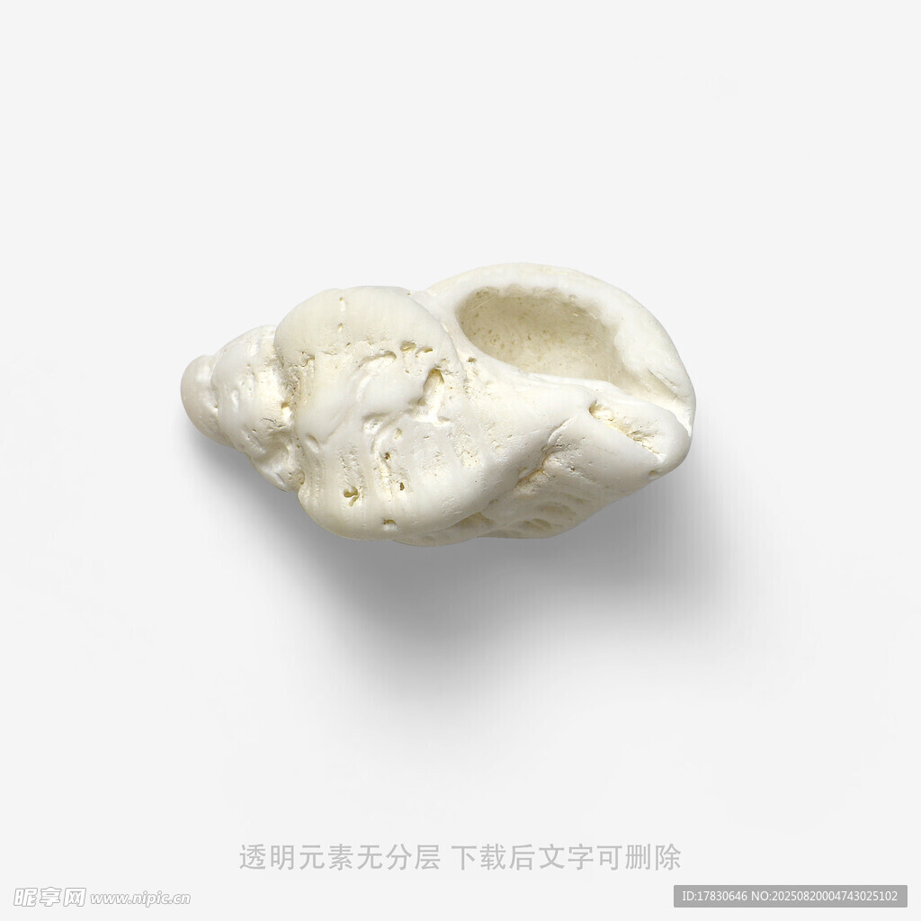 白色海螺特写