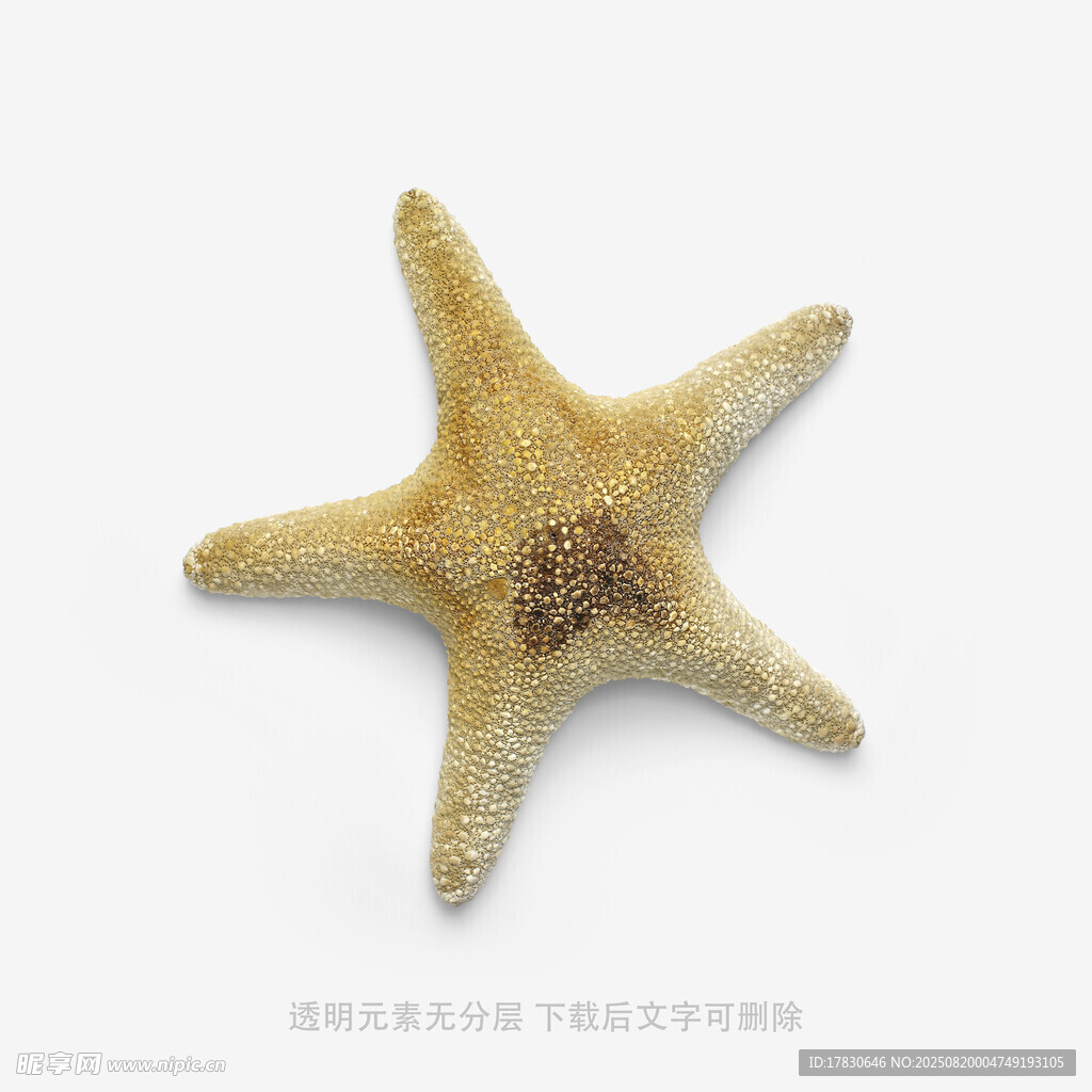 黄色海星特写