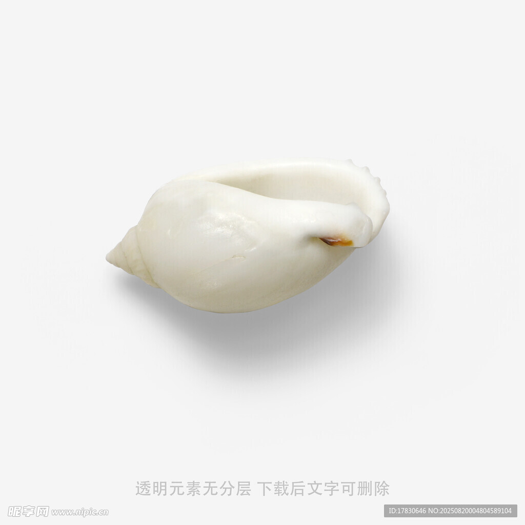 白色贝壳特写