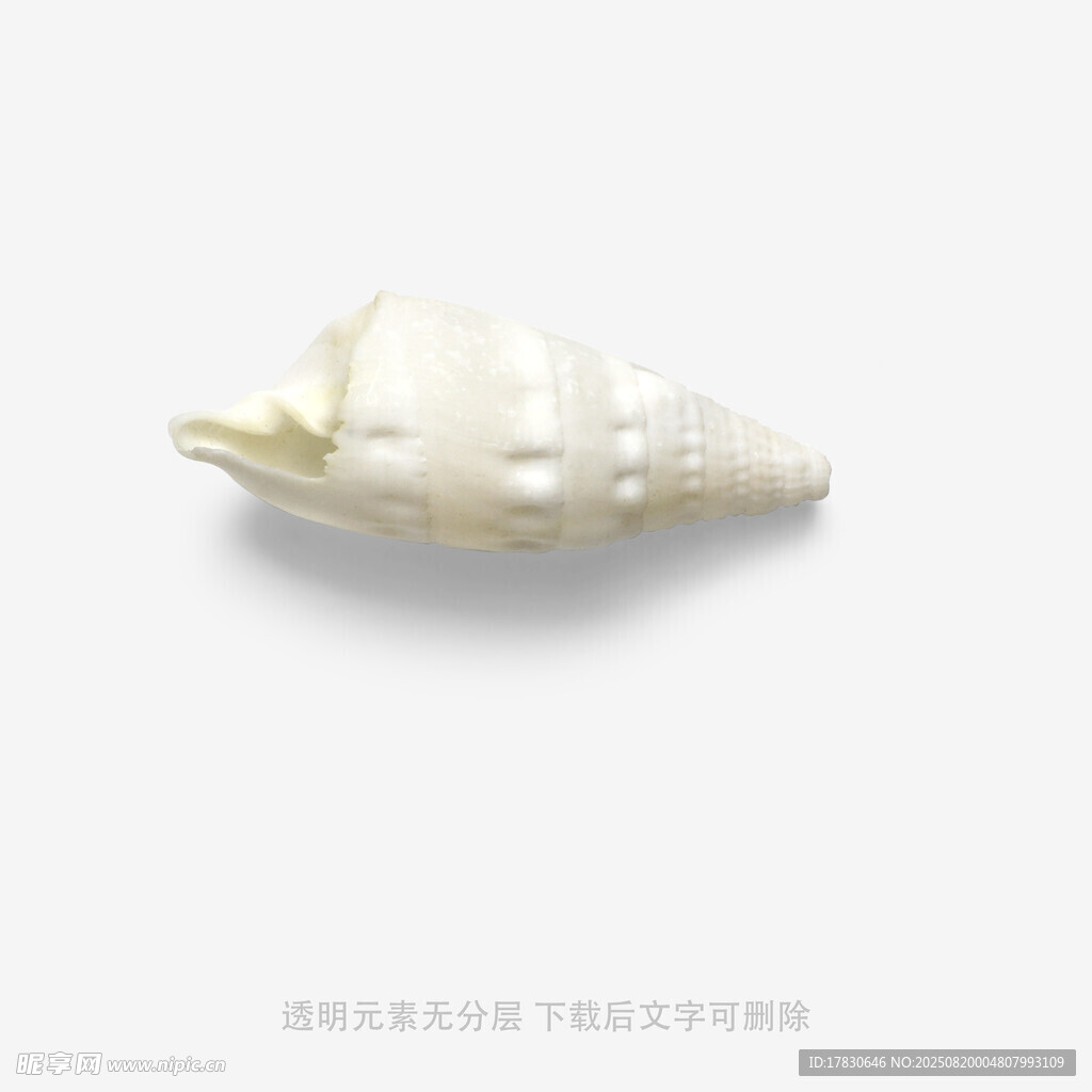 白色海螺特写