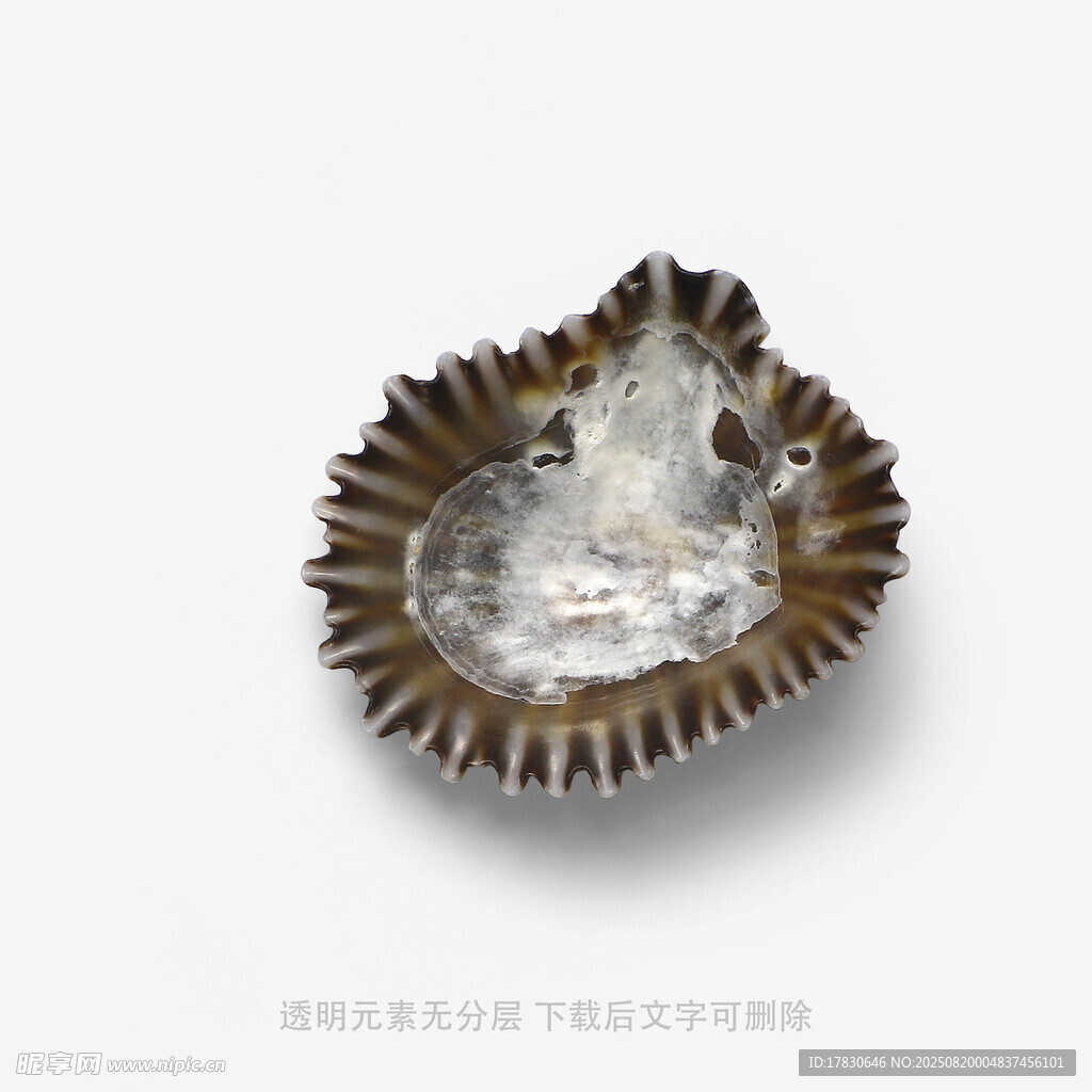 精美贝壳造型金属容器
