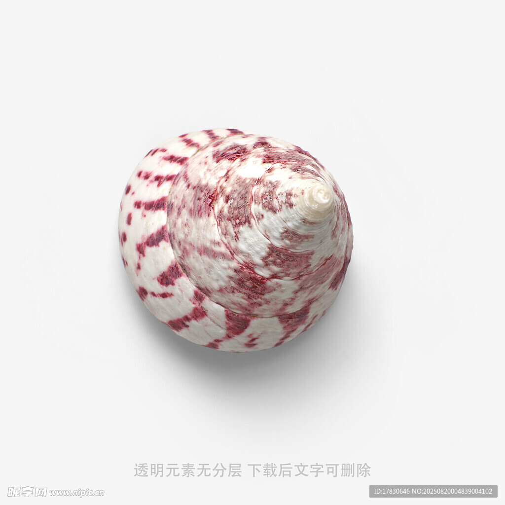红白花纹贝壳饰品