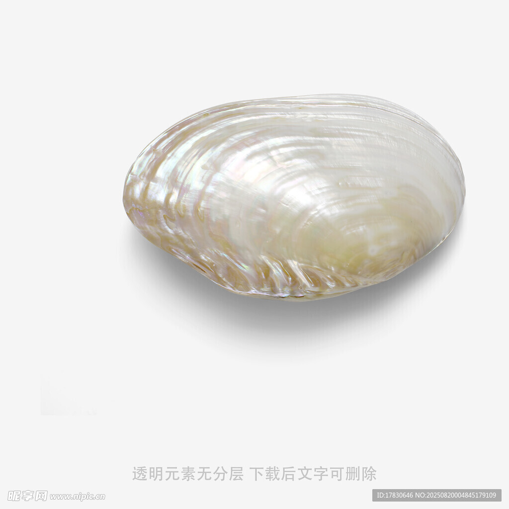 白色贝壳特写